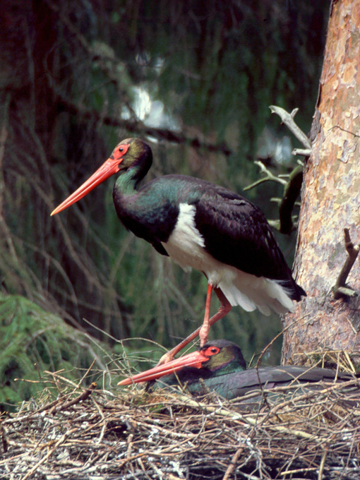 Čáp černý (https://lesycr.cz/)