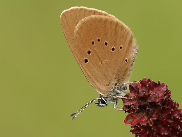 Modrásek bahenní (https://motyli.kolas.cz)