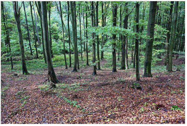 Interiér květnaté bučiny v severní části území obce Studená Loučka (Hykel, Budka, 2024, s. 18)